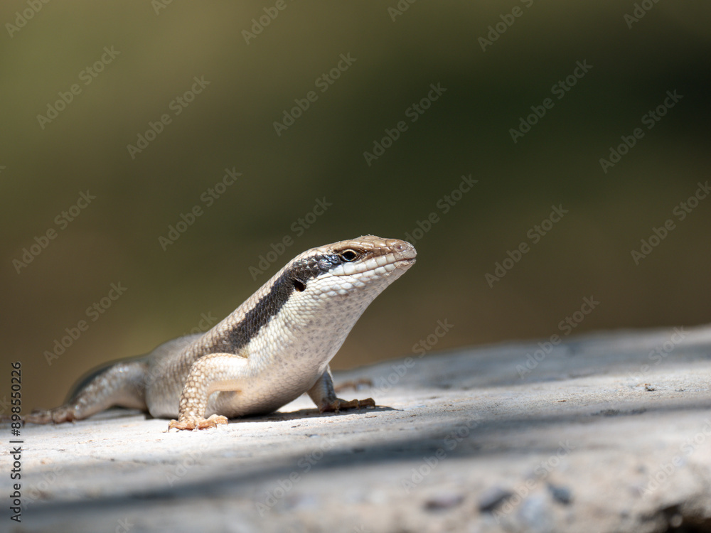 Ovambo Baum Skink (Trachylepis binotata) Ovambo Baum Skink (Trachylepis binotata)