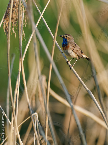 Weißsterniges Blaukehlchen, Luscinia svecica cyanecula, Blaukehlchen, Luscinia svecica