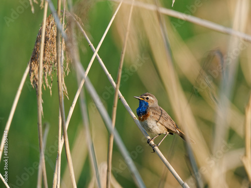 Weißsterniges Blaukehlchen, Luscinia svecica cyanecula, Blaukehlchen, Luscinia svecica photo