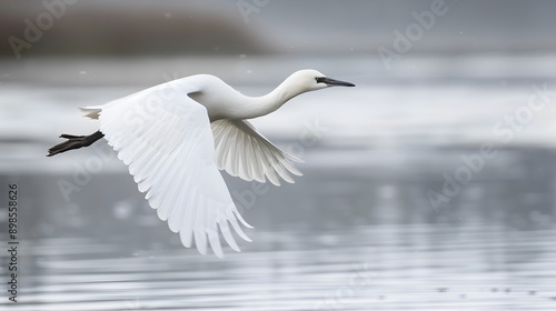 Graceful White Egret in Flight over Water