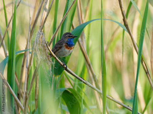 Weißsterniges Blaukehlchen, Luscinia svecica cyanecula, Blaukehlchen, Luscinia svecica photo