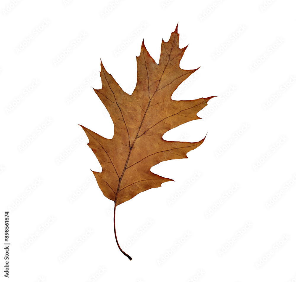Fototapeta premium Red oak leaf. Withered. Cut out. The upper part of the leaf. PNG