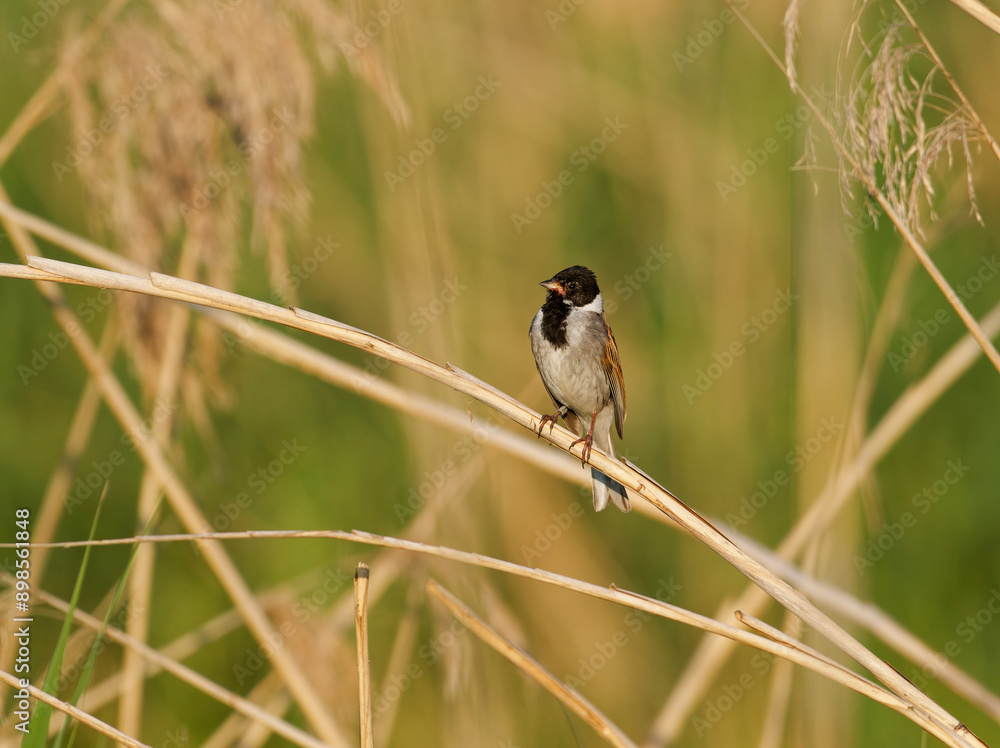 Obraz premium Rohrammer, Emberiza schoeniclus