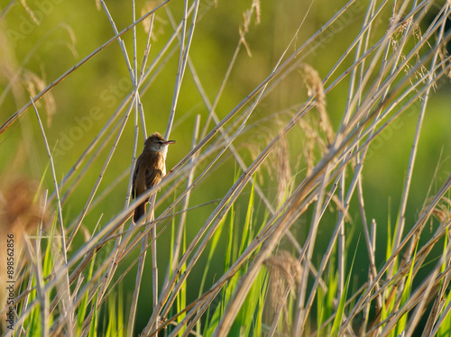 Drosselrohrsänger, Acrocephalus arundinaceus,