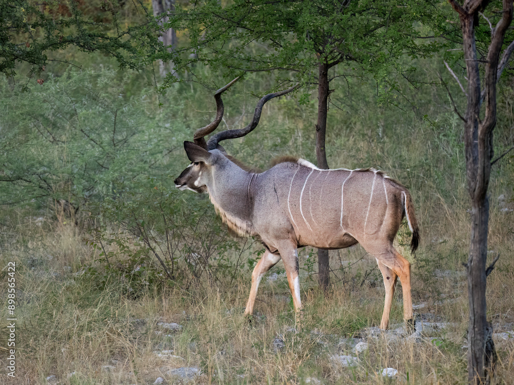 Obraz premium Großer Kudu