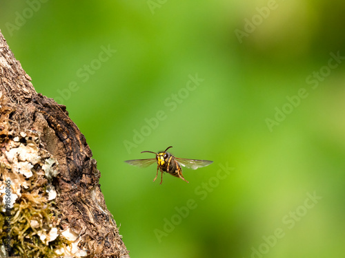 Mittlere Wespe oder Kleine Hornisse (Dolichovespula media)  photo