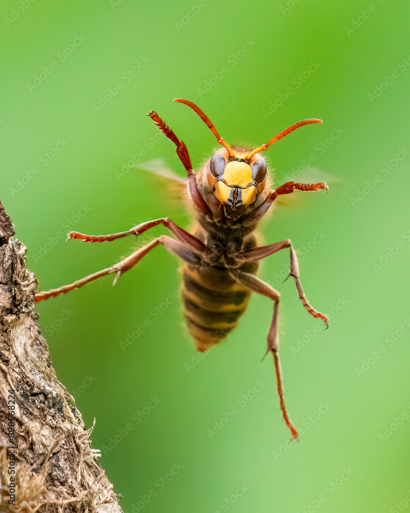 Hornisse (Vespa crabro) Hornisse (Vespa crabro)