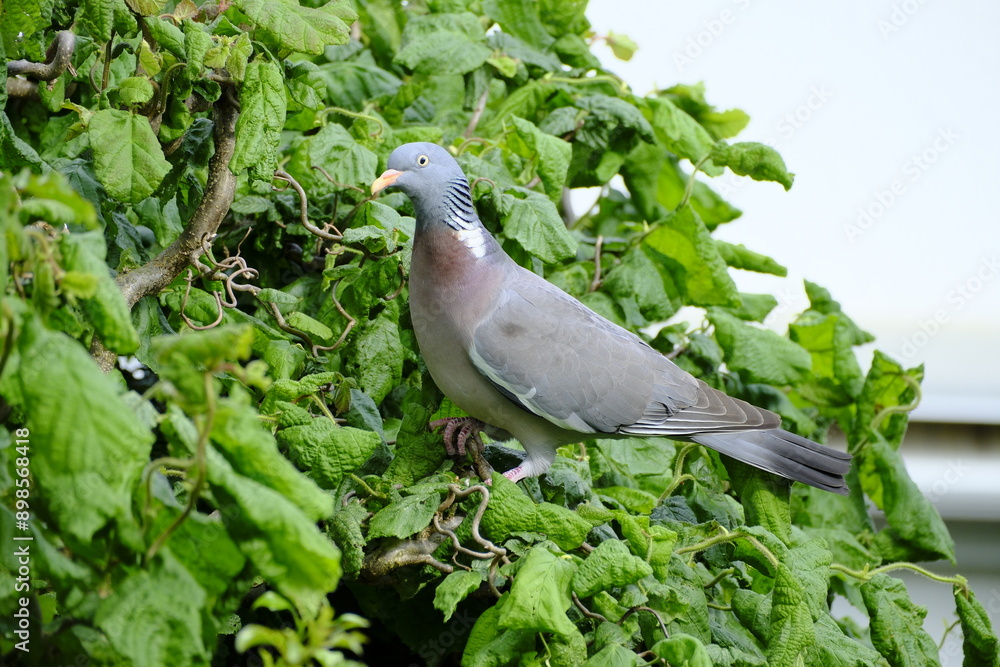 Fototapeta premium Haustaube, Columba livia domestica