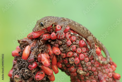 A flat tailed house gecko is resting on an anthurium fruit bunch. This reptile has the scientific name Hemidactylus platyurus. photo