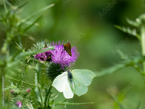 Zitronenfalter (Gonepteryx rhamni)  photo