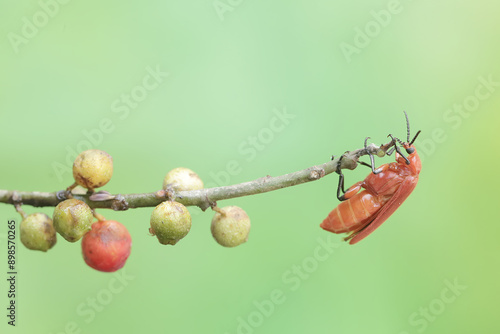 A red-headed cardinal beetle is looking for food in the bushes. This beautiful colored insect has the scientific name Pyrochroa serraticornis. photo