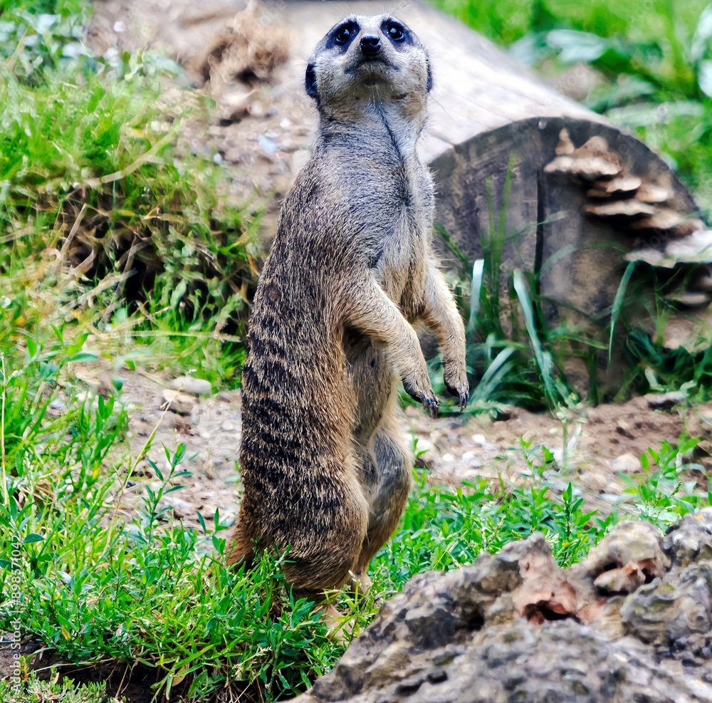 portrait photo shot of a meerkat