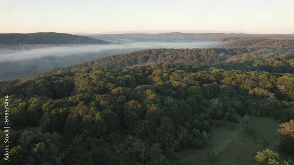 Aerial scene of ancient oak trees forest, on Via Transilvanica trail, in Romania Aerial scene of ancient oak trees forest, on Via Transilvanica trail, in Romania