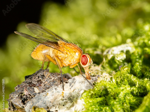 Helle Hausfliege (Phaonia pallida) photo