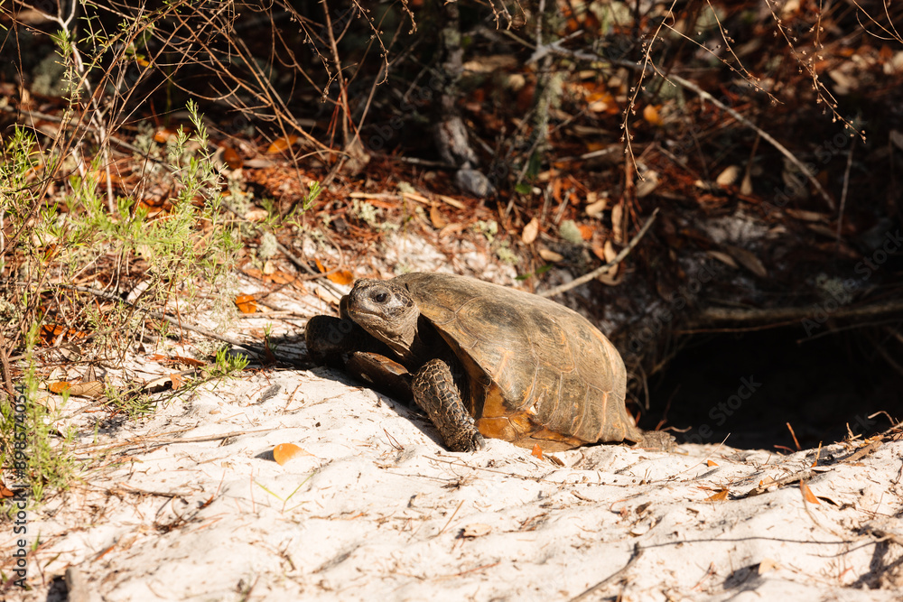 Gopher tortoise exiting its burrow at Gulf State Park, Gulf Shores, Alabama, April 2017 Gopher tortoise exiting its burrow at Gulf State Park, Gulf Shores, Alabama, April 2017