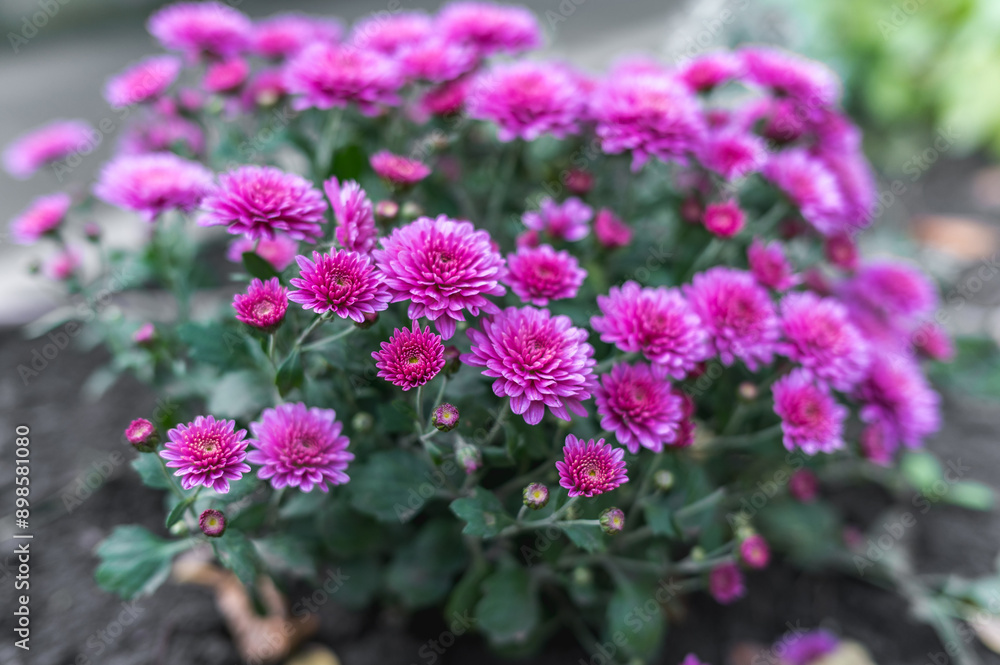 Obraz premium Photos of beautiful purple chrysanthemums, lots of flowers
