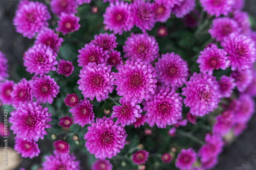 Photos of beautiful purple chrysanthemums, lots of flowers Photos of beautiful purple chrysanthemums, lots of flowers
