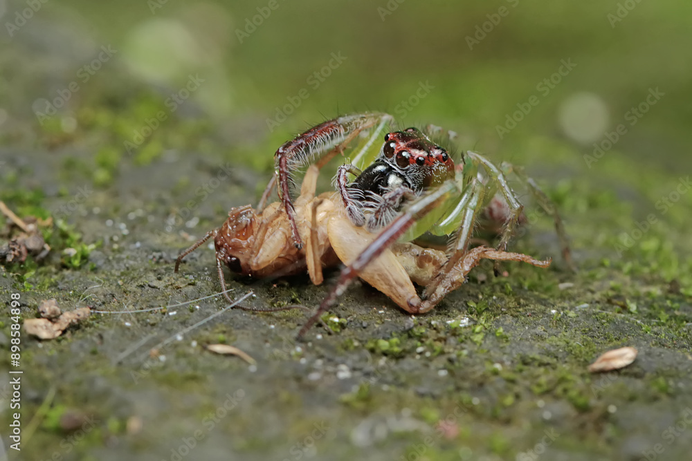 Obraz premium A green jumping spider is preying on a cricket. This insect has the scientific name Artabrus erythrocephalus.