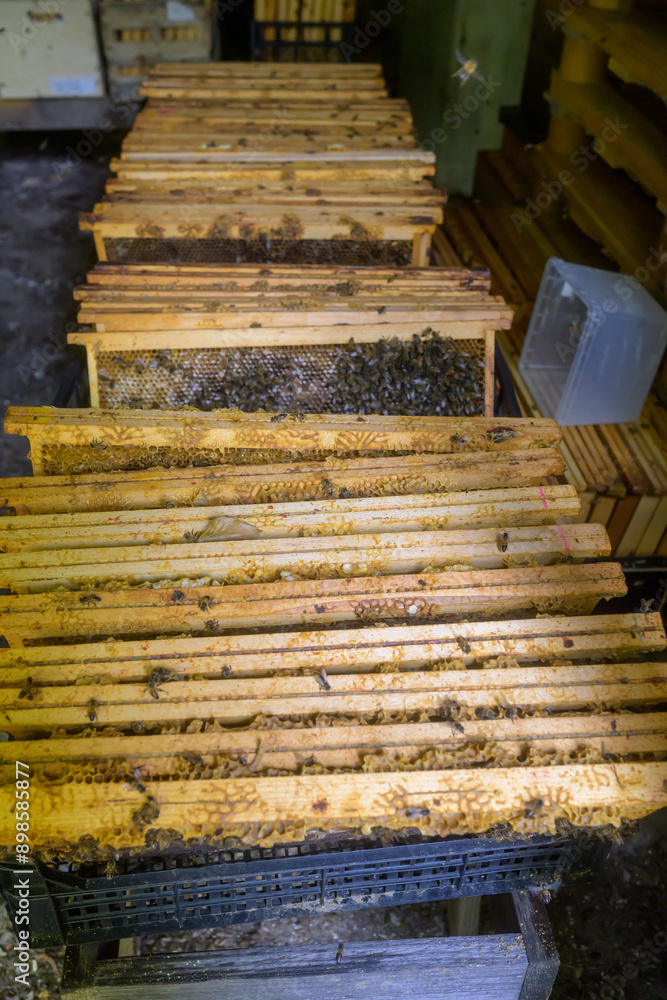Naklejka premium Abeilles dans leur ruche chez un apiculteur