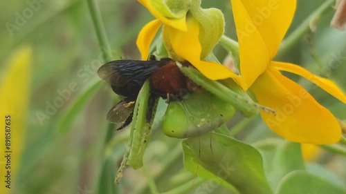 insent on clotarea juncea plant photo