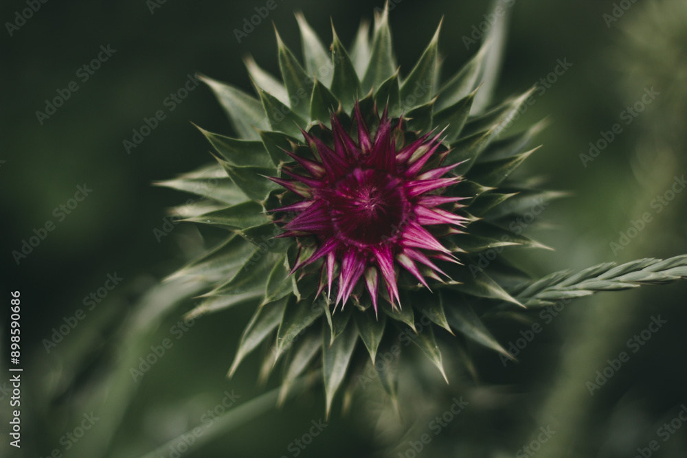 The benefits of herbs and wildflowers. Milk thistle flower. The benefits of herbs and wildflowers. Milk thistle flower.