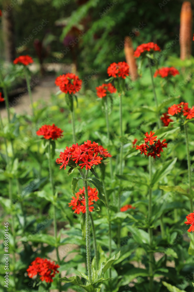 Closeup of a sunlit bed of Maltese Cross blooms, Derbyshire, England
Closeup of a sunlit bed of Maltese Cross blooms, Derbyshire, England