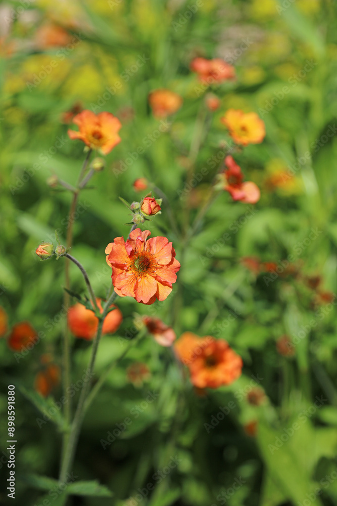 Macro image of a sunlit orange Avens bloom, Derbyshire England
Macro image of a sunlit orange Avens bloom, Derbyshire England