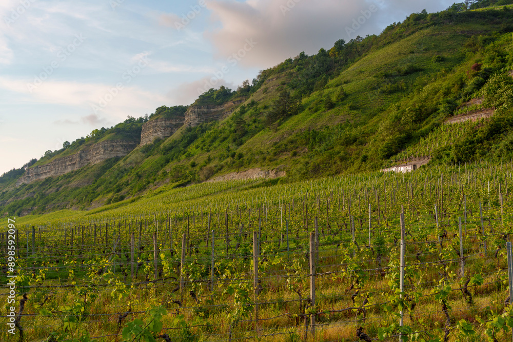 Fototapeta premium Mainprallhänge und Weinberge zwischen Retzbach am Main und Thüngersheim im Abendlicht, Landkreis Main-Spessart, Unterfranken, Bayern, Deutschland