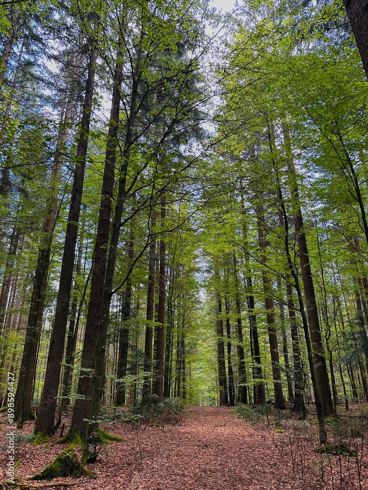 bavaria forest in national park with path bavaria forest in national park with path