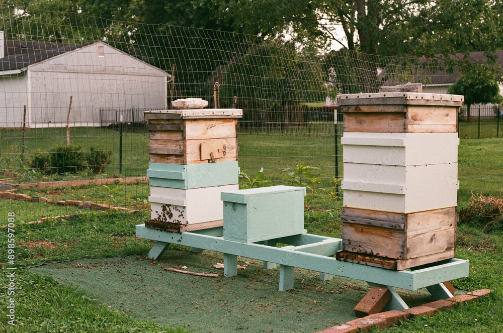 Beehives in a Yard Beehives in a Yard