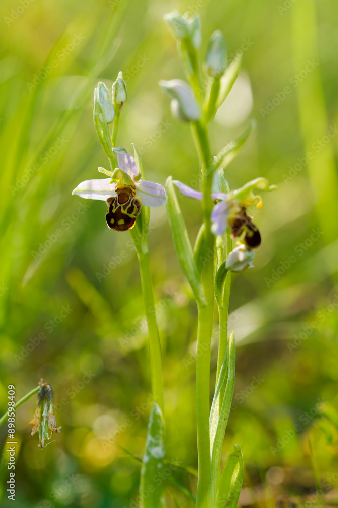 Bienen-Ragwurz, Ophrys apifera, Bienenragwurz