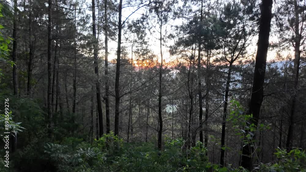 Enjoying the sunrise in the dense pine forest while hiking the mountain. Hiking is a favorite outdoor activity during the holiday season. Concept for International Day of Forest, World Environment Day Enjoying the sunrise in the dense pine forest while hiking the mountain. Hiking is a favorite outdoor activity during the holiday season. Concept for International Day of Forest, World Environment Day