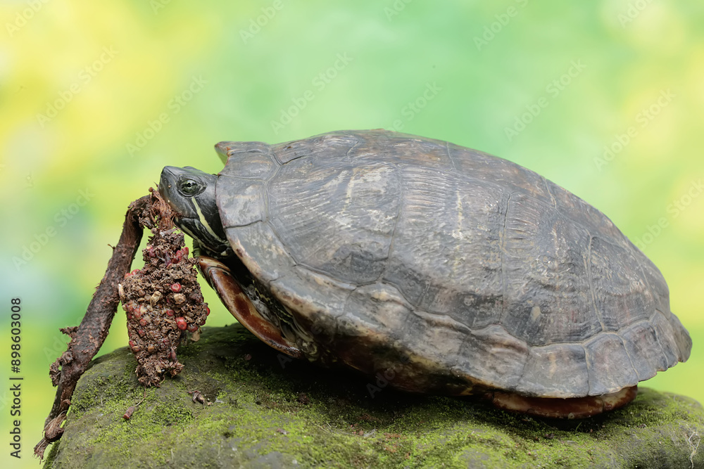 Obraz premium A red eared slider tortoise is eating anthurium seeds. This reptile has the scientific name Trachemys scripta elegans.