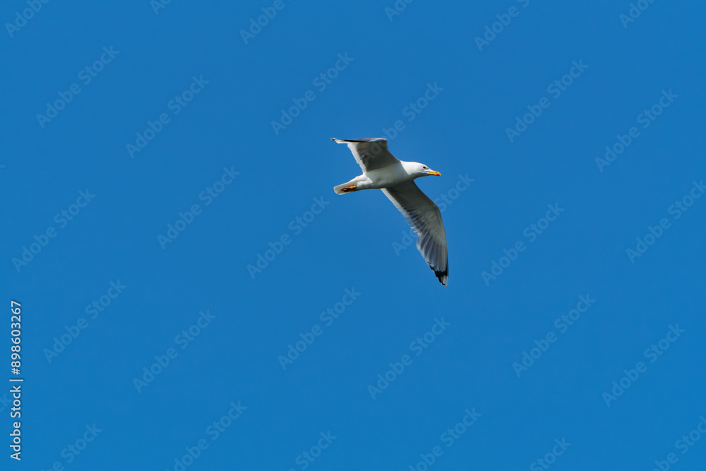 Mittelmeermöwe, Larus michahellis Mittelmeermöwe, Larus michahellis