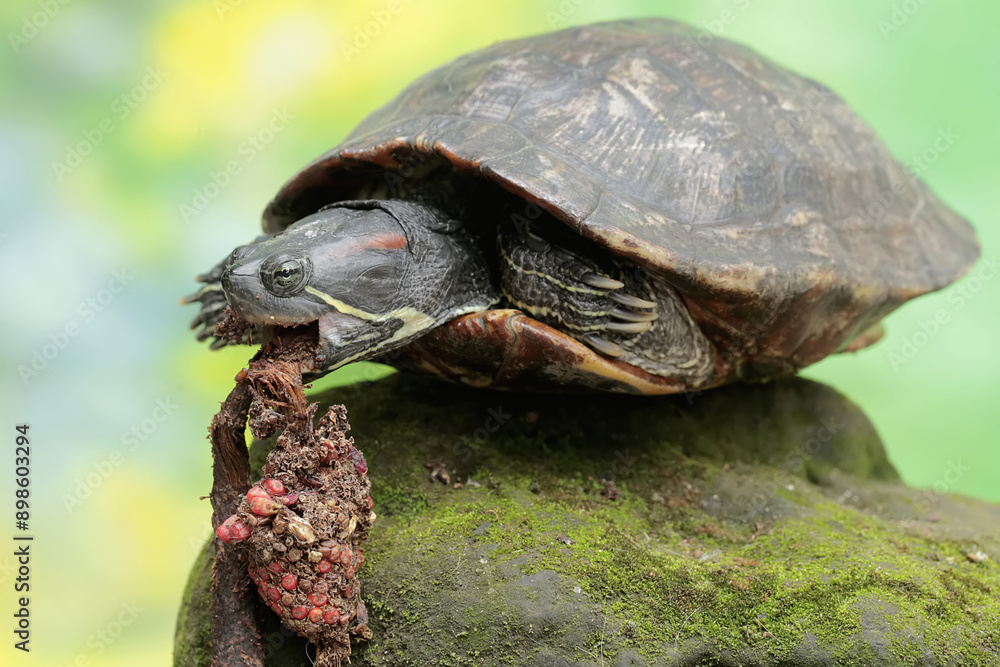 Obraz premium A red eared slider tortoise is looking for food in a rotten wooden hole on the river bank. This reptile has the scientific name Trachemys scripta elegans.