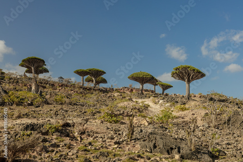 Firmihin Dragon`s Blood Tree Forest in Socotra- the only one of its kind in the world. Symbol of the island Socotra photo