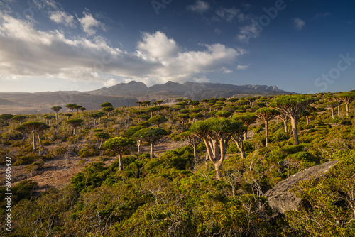 Firmihin Dragon`s Blood Tree Forest in Socotra- the only one of its kind in the world. Symbol of the island Socotra photo