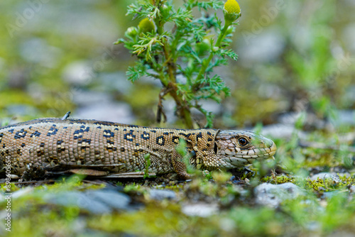  Zauneidechse, Lacerta agilis photo