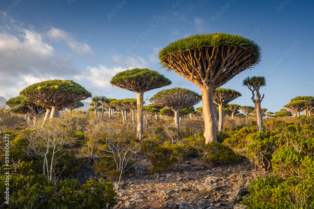 Firmihin Dragon`s Blood Tree Forest in Socotra- the only one of its kind in the world. Symbol of the island Socotra