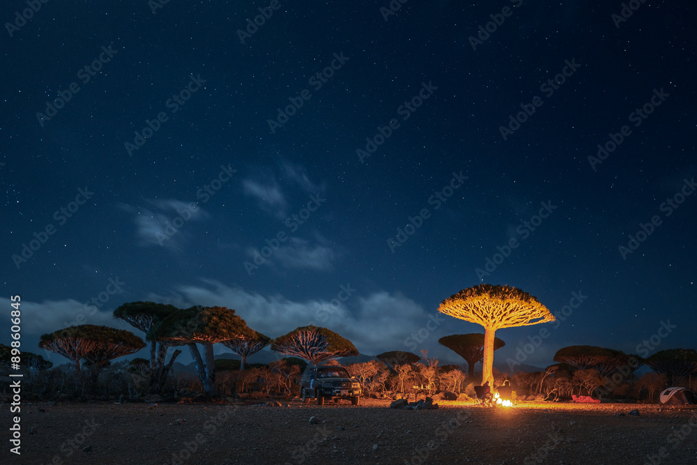 Firmihin Dragon`s Blood Tree Forest in Socotra- the only one of its kind in the world. Symbol of the island Socotra.
Night photos of trees and camping under it.