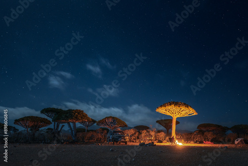 Obraz na płótnie Firmihin Dragon`s Blood Tree Forest in Socotra- the only one of its kind in the world. Symbol of the island Socotra.
Night photos of trees and camping under it. w salonie