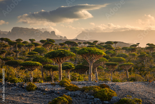 Firmihin Dragon`s Blood Tree Forest in Socotra- the only one of its kind in the world. Symbol of the island Socotra photo