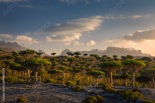 Firmihin Dragon`s Blood Tree Forest in Socotra- the only one of its kind in the world. Symbol of the island Socotra photo