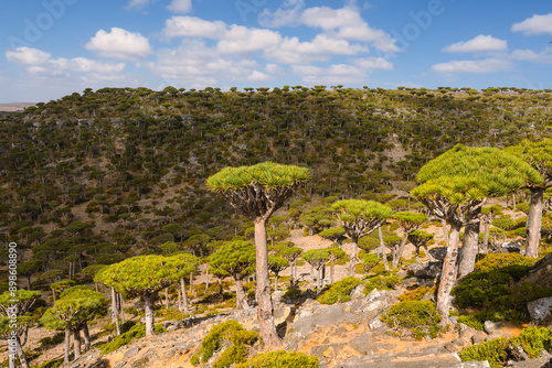 Firmihin Dragon`s Blood Tree Forest in Socotra- the only one of its kind in the world. Symbol of the island Socotra photo