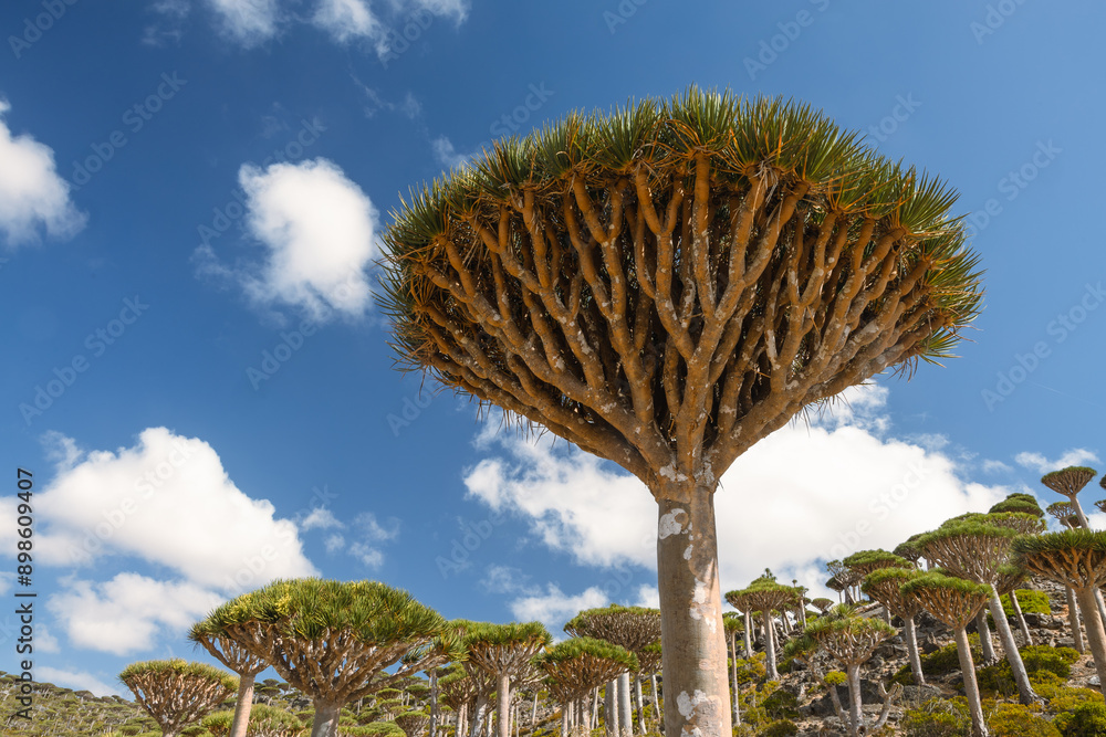 Firmihin Dragon`s Blood Tree Forest in Socotra- the only one of its kind in the world. Symbol of the island Socotra