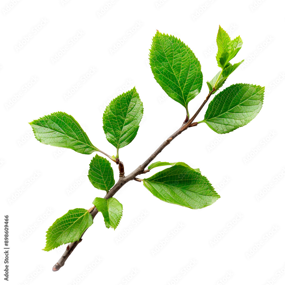 Fototapeta premium Spring twig with green leaves. PNG element isolated on transparent background.