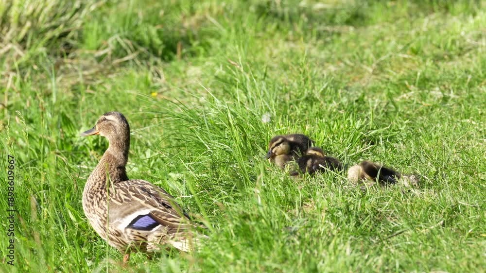 A duck with little ducklings basking in the sun, close-up A duck with little ducklings basking in the sun, close-up