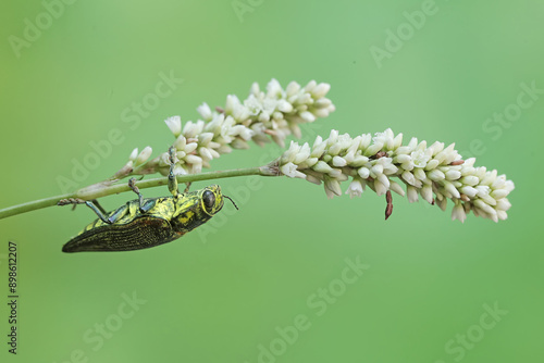 A jewel beetle from the family buprestidae is looking for food in wildflowers. This insect has the scientific name Chrysochroa fulminans. photo