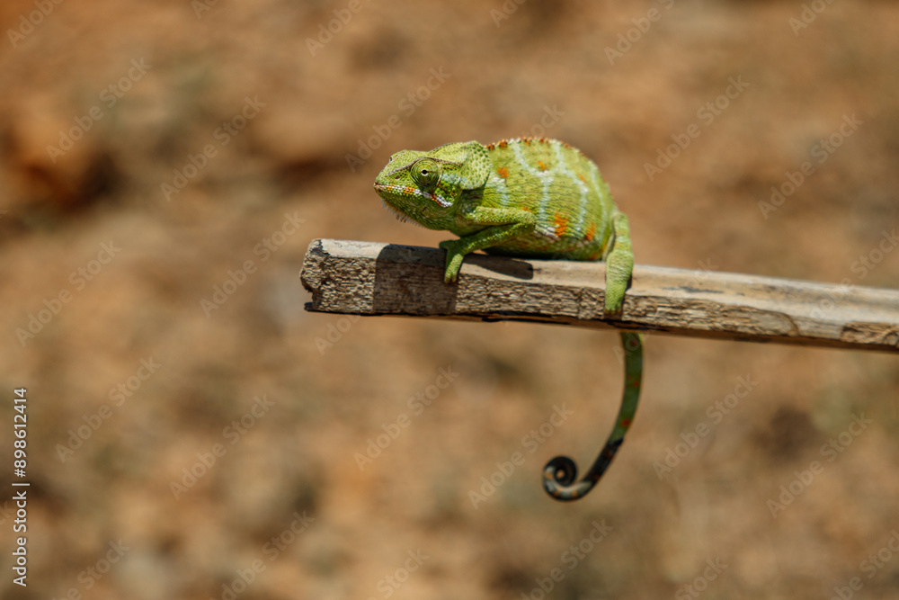 Socotran cameleon a endemite animal on this beautifull island- with unique plants and landscapes.