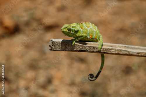 Obraz na płótnie Socotran cameleon a endemite animal on this beautifull island- with unique plants and landscapes. w salonie